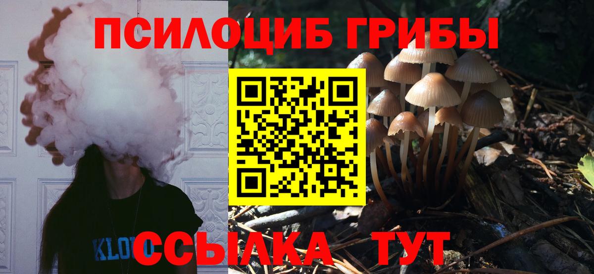 Псилоцибиновые грибы Psilocybe Избербаш